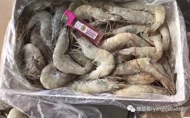 蝦產(chǎn)業(yè)發(fā)展51年，厄瓜多爾白蝦為何在中國(guó)市場(chǎng)迅速串紅？