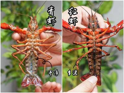 蝦客情·潛江清水小龍蝦盛宴 6.8折召喚全城擼蝦狂魔